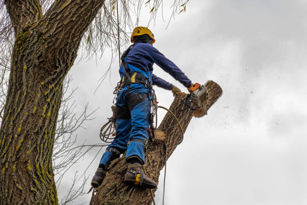 Tree and Shrub Care in Rensselaer, IN