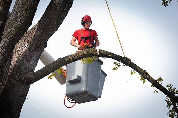 Seasonal Cleanup (Spring/Fall) in Rensselaer, IN